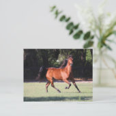 Bob Langrish | Bay Tennessee Walker Running Postkarte (Stehend Vorderseite)