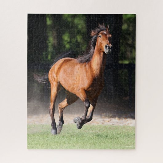 Bob Langrish | Bay Tennessee Walker Running Puzzle (Vertikal)