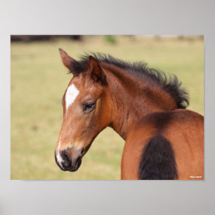 Bob Langrish Bay Warmblut Fohlen Porträt Poster