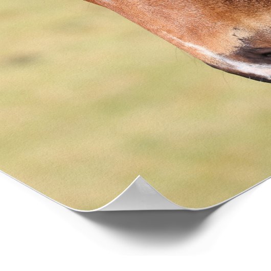 Bob Langrish | Bay Warmblut Foot Headshot Poster (Ecke)