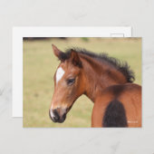 Bob Langrish | Bay Warmblut Foot Headshot Postkarte (Vorne/Hinten)