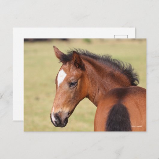 Bob Langrish | Bay Warmblut Foot Headshot Postkarte (Vorne/Hinten)
