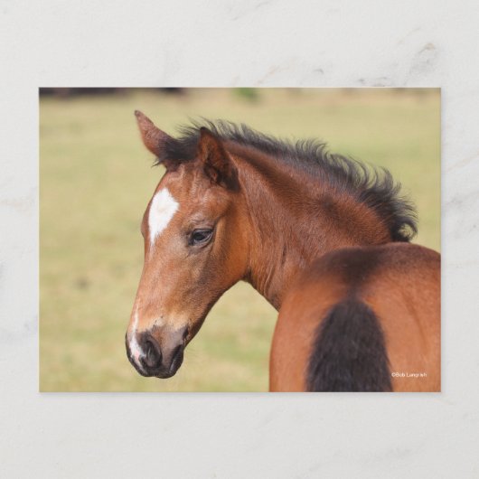 Bob Langrish | Bay Warmblut Foot Headshot Postkarte (Vorderseite)