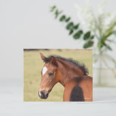 Bob Langrish | Bay Warmblut Foot Headshot Postkarte (Stehend Vorderseite)