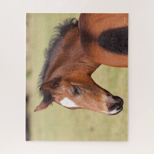 Bob Langrish | Bay Warmblut Foot Headshot Puzzle (Vertikal)