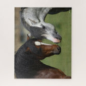 Bob Langrish | Begegnung von Baien und Grauwal-Pon Puzzle (Vertikal)