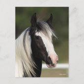 Bob Langrish Black and White Gypsy Vanner headshot Postkarte (Vorderseite)