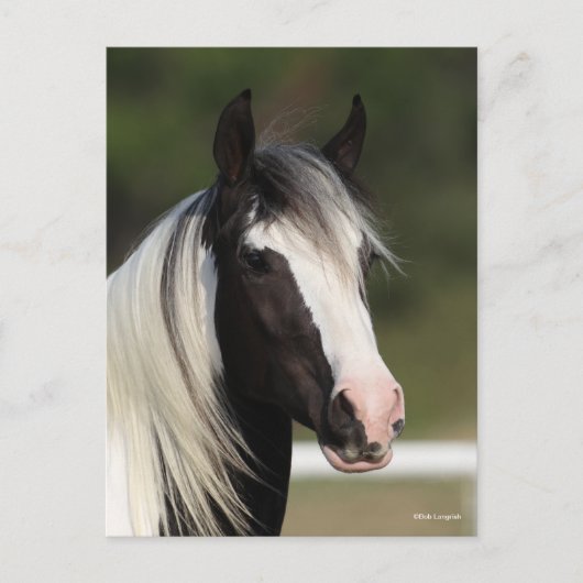 Bob Langrish Black and White Gypsy Vanner headshot Postkarte (Vorderseite)
