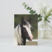 Bob Langrish Black and White Gypsy Vanner headshot Postkarte (Stehend Vorderseite)