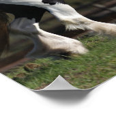 Bob Langrish Black and White Sinti und Roma Vanner Poster (Ecke)