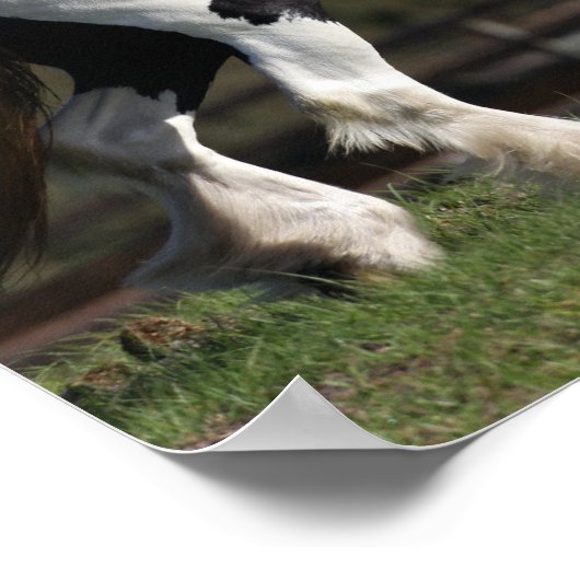 Bob Langrish Black and White Sinti und Roma Vanner Poster (Ecke)