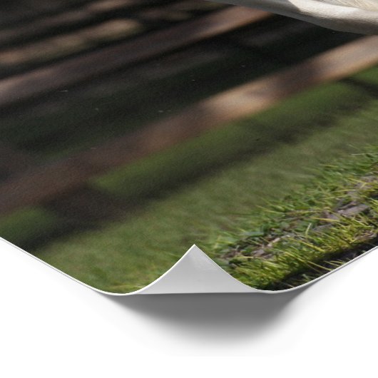 Bob Langrish Black and White Sinti und Roma Vanner Poster (Ecke)