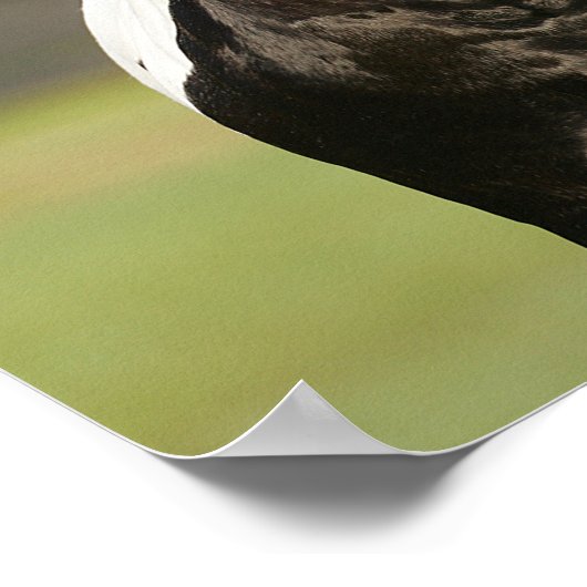 Bob Langrish Black and White Sinti und Roma Vanner Poster (Ecke)