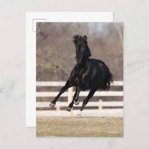 Bob Langrish   Black Andalucian Horse Running Postkarte