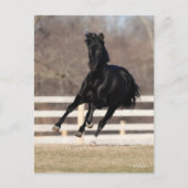 Bob Langrish | Black Andalucian Horse Running Postkarte (Vorderseite)