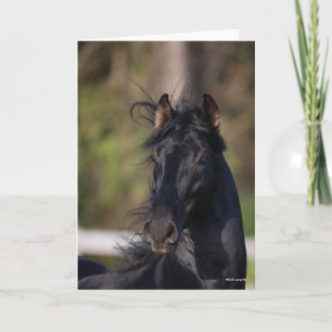 Bob Langrish   Black Andalucian Stallion Headshot Karte