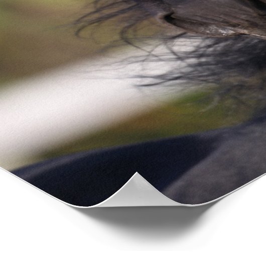 Bob Langrish | Black Andalucian Stallion Headshot Poster (Ecke)