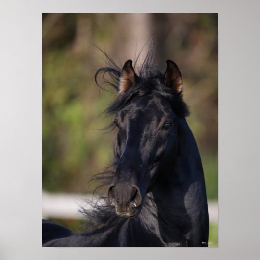 Bob Langrish | Black Andalucian Stallion Headshot Poster (Vorne)