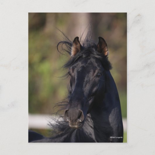 Bob Langrish | Black Andalucian Stallion Headshot Postkarte (Vorderseite)