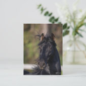 Bob Langrish | Black Andalucian Stallion Headshot Postkarte (Stehend Vorderseite)