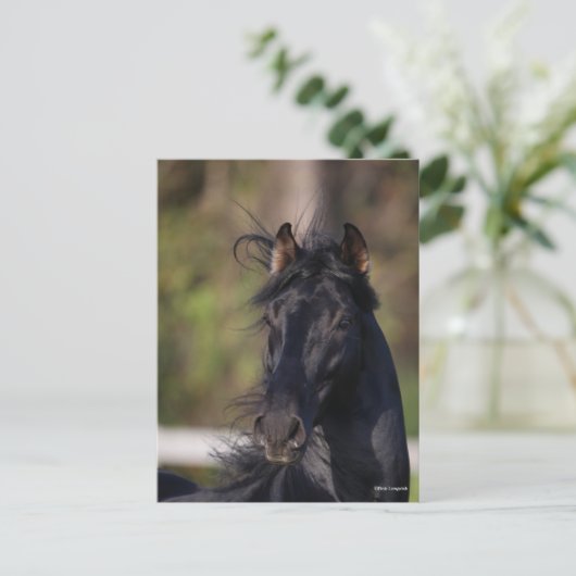 Bob Langrish | Black Andalucian Stallion Headshot Postkarte (Stehend Vorderseite)