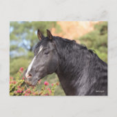 Bob Langrish | Black Andalucian Stallion headshot Postkarte (Vorderseite)