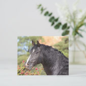 Bob Langrish | Black Andalucian Stallion headshot Postkarte (Stehend Vorderseite)