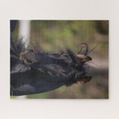 Bob Langrish | Black Andalucian Stallion Headshot Puzzle (Horizontal)