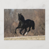 Bob Langrish | Black Andalucian Stallion Running Postkarte (Vorderseite)