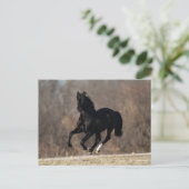 Bob Langrish | Black Andalucian Stallion Running Postkarte (Stehend Vorderseite)