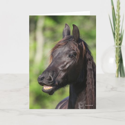 Bob Langrish | Black Friesian Flehmen Headshot Karte (Vorderseite)