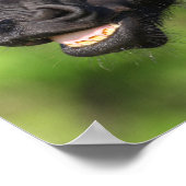 Bob Langrish | Black Friesian Flehmen Headshot Poster (Ecke)