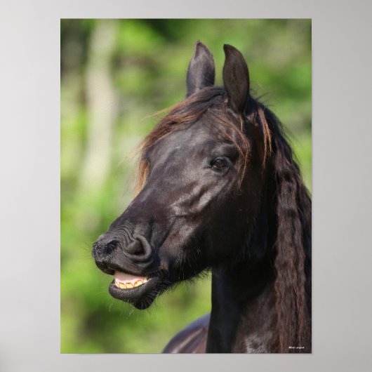 Bob Langrish | Black Friesian Flehmen Headshot Poster (Vorne)