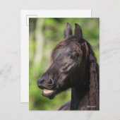 Bob Langrish | Black Friesian Flehmen Headshot Postkarte (Vorne/Hinten)