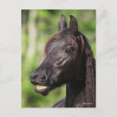 Bob Langrish | Black Friesian Flehmen Headshot Postkarte (Vorderseite)