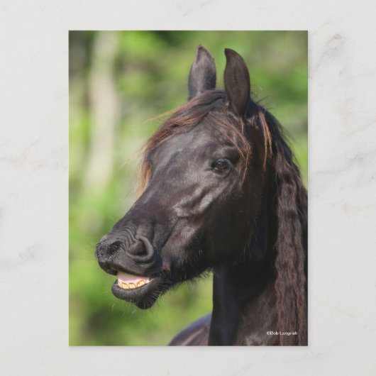 Bob Langrish | Black Friesian Flehmen Headshot Postkarte (Vorderseite)