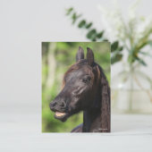 Bob Langrish | Black Friesian Flehmen Headshot Postkarte (Stehend Vorderseite)