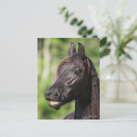 Bob Langrish | Black Friesian Flehmen Headshot Postkarte (Stehend Vorderseite)