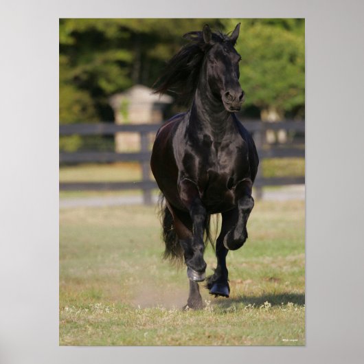 Bob Langrish | Black Friesian Mare Running Poster (Vorne)