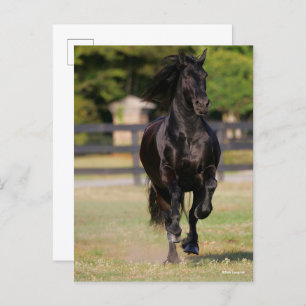 Bob Langrish   Black Friesian Mare Running Postkarte