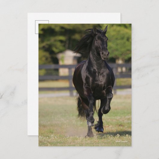 Bob Langrish | Black Friesian Mare Running Postkarte (Vorne/Hinten)