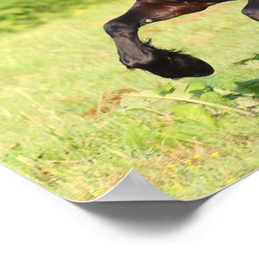 Bob Langrish | Black Friesian Running Poster (Ecke)
