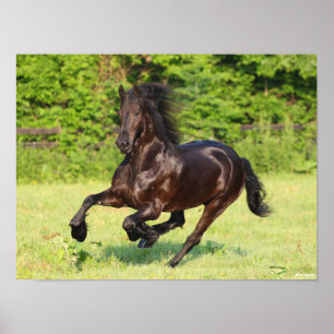 Bob Langrish   Black Friesian Running Poster
