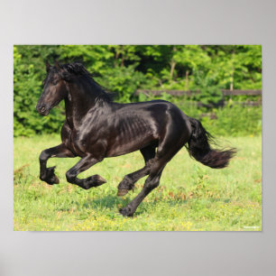 Bob Langrish   Black Friesian Running Poster