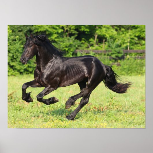 Bob Langrish | Black Friesian Running Poster (Vorne)