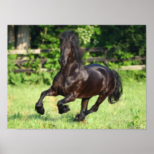 Bob Langrish   Black Friesian Running Poster