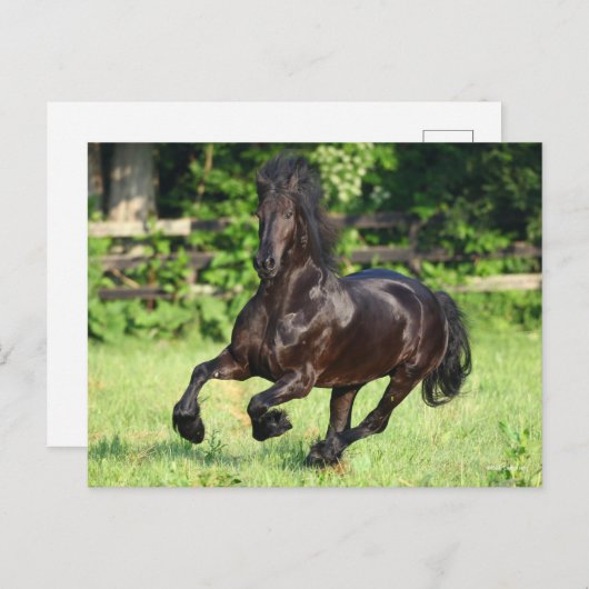 Bob Langrish | Black Friesian Running Postkarte (Vorne/Hinten)