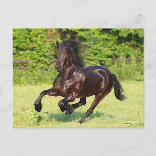 Bob Langrish | Black Friesian Running Postkarte (Vorderseite)