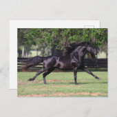 Bob Langrish | Black Lusitano Running Mane Flows Postkarte (Vorne/Hinten)