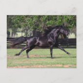 Bob Langrish | Black Lusitano Running Mane Flows Postkarte (Vorderseite)